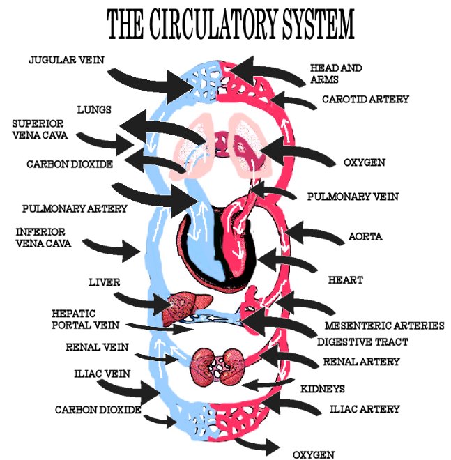 Diagram - The Circulatory System